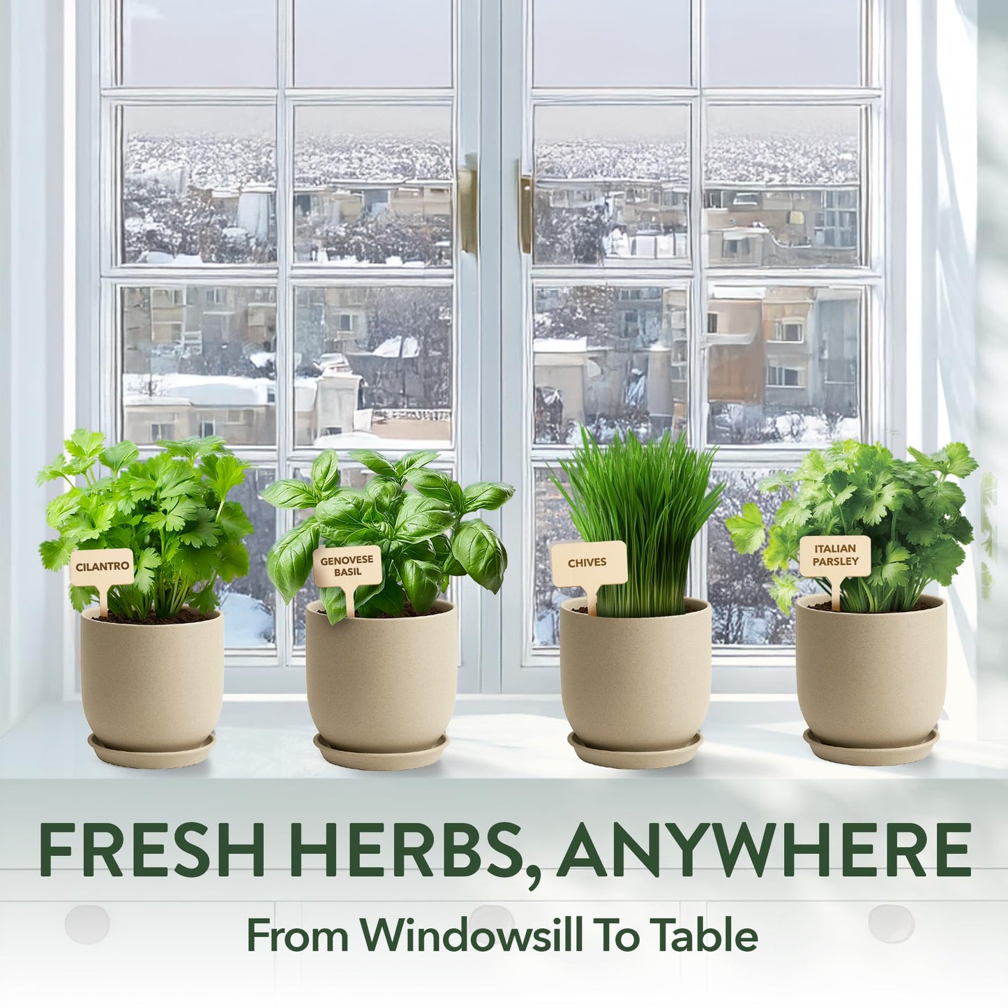 Phonery The Zen Bonsai Garden Kit