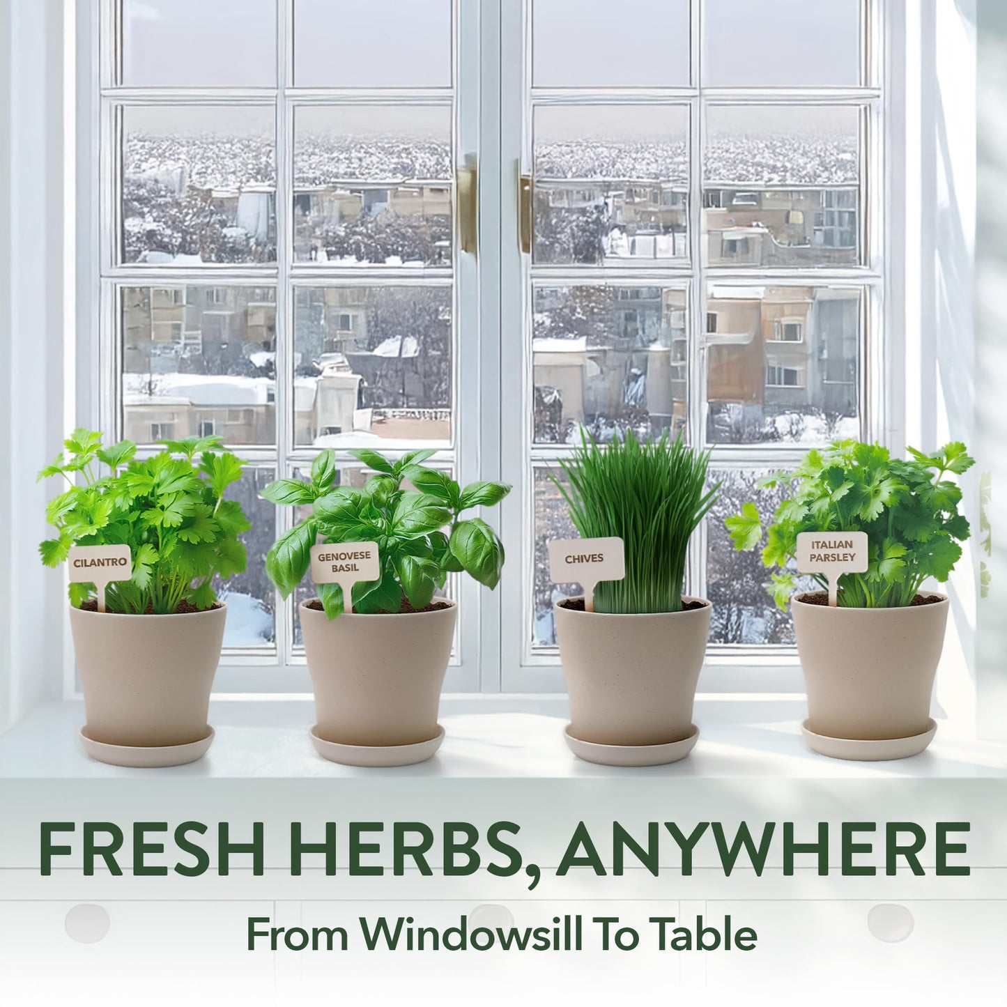 Phonery The Zen Bonsai Garden Kit