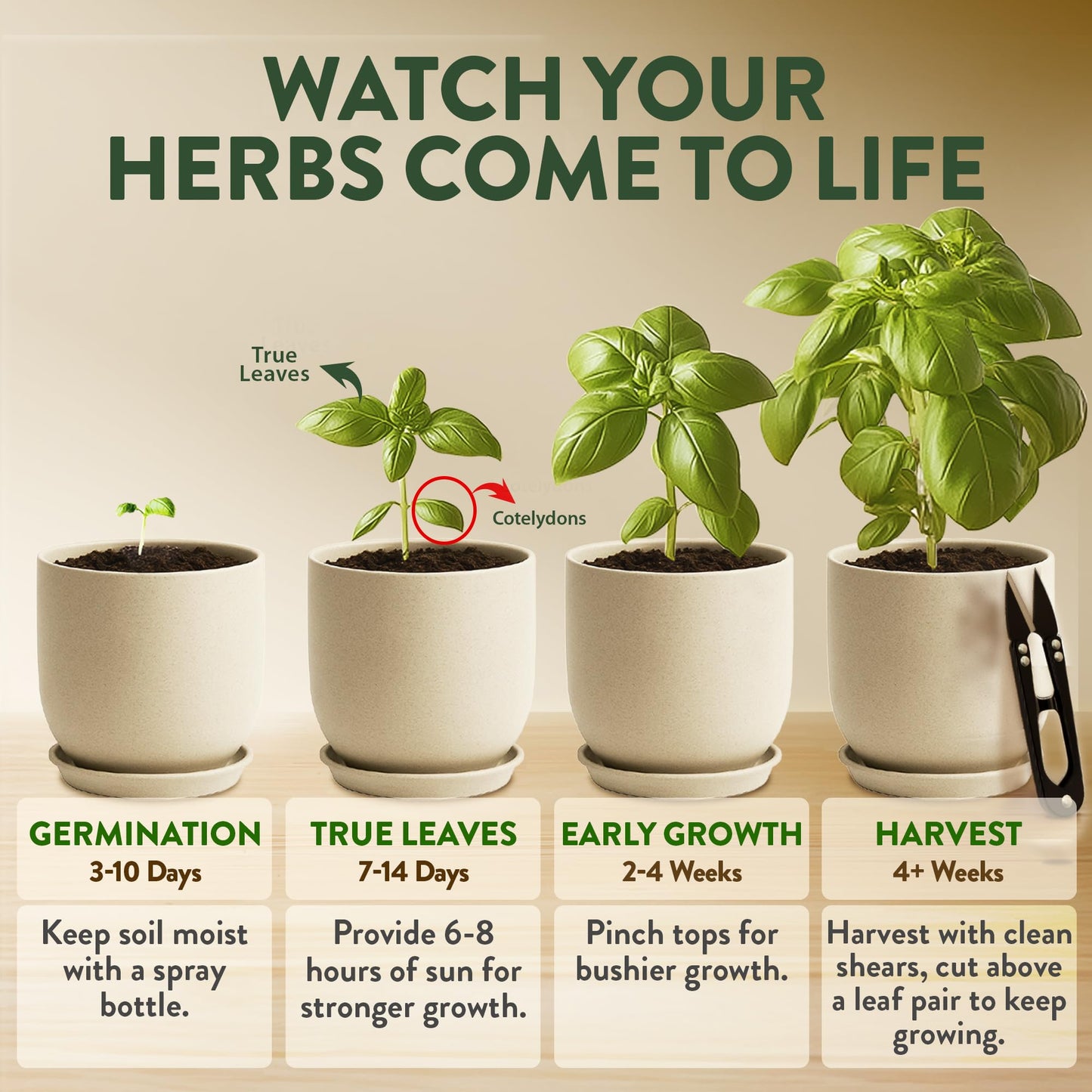 Phonery The Zen Bonsai Garden Kit