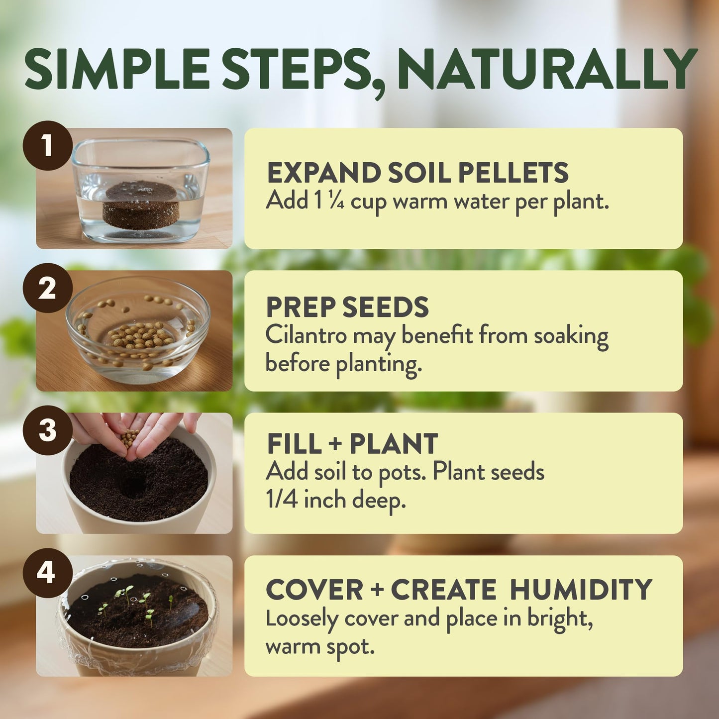 Phonery The Zen Bonsai Garden Kit