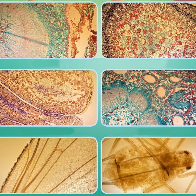 Phonery Micro ® 400x iPhone Microscope-Getphonery